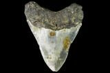 Fossil Megalodon Tooth - North Carolina #109530-2